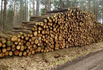 Grumes de bouleau châtaignier PEFC par 1 camion – 60M3